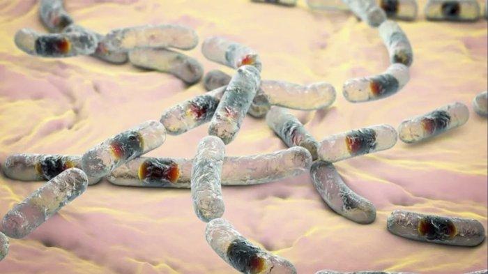 Bakteri Bacillus Cereus.