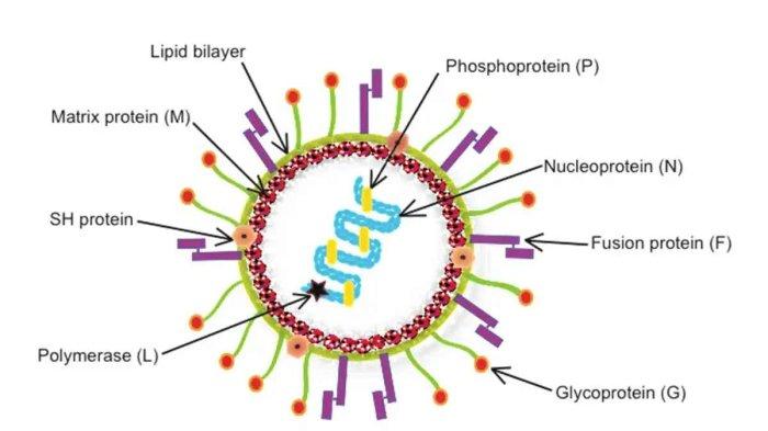 Struktur dan genome Human Metapneumovirus atau HMPV.