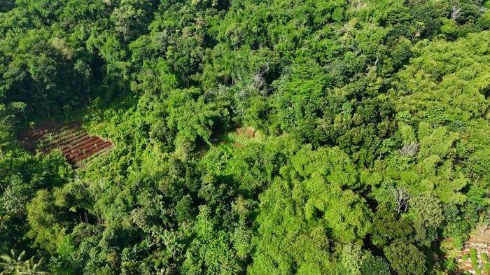 Makam salah satu jasad tak dikenal (Mr X) di antara rimbunnya pepohonan di kaki Bukit Palasari, Kabupaten Sumedang. Beberapa makam yang baru masih bisa dikenali. Sebagian besarnya