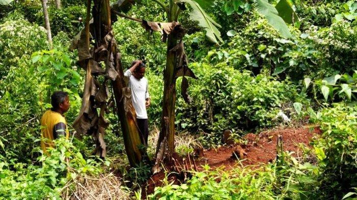 Makam salah satu jasad tak dikenal (Mr X) di antara rimbunnya pepohonan di kaki Bukit Palasari, Kabupaten Sumedang. Beberapa makam yang baru masih bisa dikenali. Sebagian besarnya