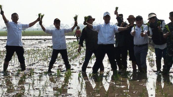 Menteri Pertanian Amran Sulaiman (tengah, bertopi putih) turut menanam padi bersama para petani di sawah di Desa Gajah Mekar, Kecamatan Kutawaringin, Kabupaten Bandung, Rabu (6/11/2023).