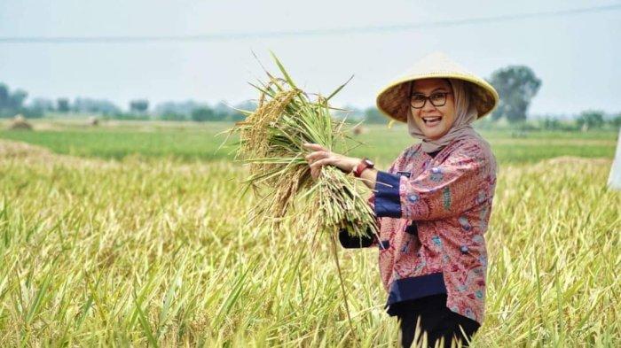 Panen raya di Desa Wanasari Kecamatan Bangodua, Kabupaten Indramayu, Kamis (2/11/2023)