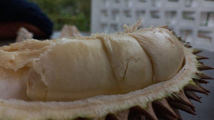 Salah satu jenis durian di Riung Durian Pak Yasin di Kampung Pojok, Desa Cimanggu, Kecamatan Palabuhanratu, Kabupaten Sukabumi, Kamis (16/11/2023).