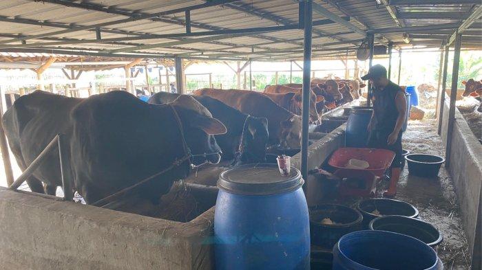 Penjual hewan kurban di dekat pintu keluar Tol Soroja, Selasa (27/6/2023)