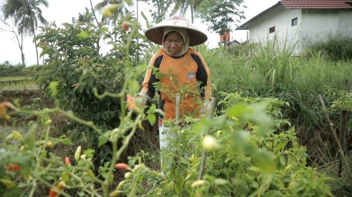 Petani di Dusun Cibeunying, Desa Cisadap, Kecamatan Ciamis, Kabupaten Ciamis megaku kesulitan dalam mendapatkan pupuk bersubsidi.