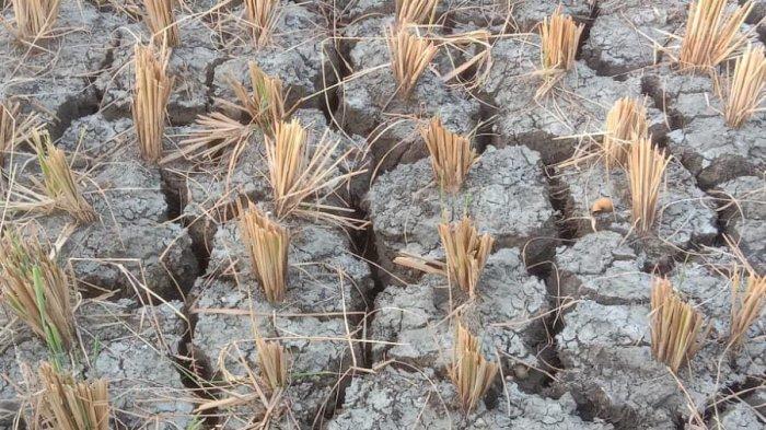 Kondisi lahan kering akibat kemarau berkepanjangan di Desa Jembarwangi, Kecamatan Tomo, Sumedang, Minggu (5/6/2023). Hal ini membuat petani tembakau kesulitan untuk panen.