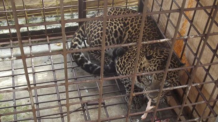 Macan tutul yang masuk perangkap yang dipasang warga di Desa Cikupa, Kecamatan Lumbung, Ciamis Rabu (5/10/2016) malam. Sebelum dievakuasi petugas BKSDA, sampai Kamis (6/10) siang, macan tutul itu masih menjadi tontonan warga di kaki Gunung Sawal.