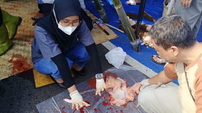 Proses pemotongan hewan kurban yang dilakukan di Mapolres Ciamis diawasi oleh petugas dari Dinas Peternakan dan Perikanan (Disnakkan) Kabupaten Ciamis, Senin (17/6/2024).