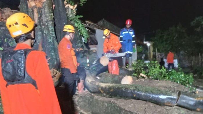 Petugas gabungan sedang menangani pohon beringin yang tumbang di wilayah Ciawi, Kabupaten Tasikmalaya, Sabtu (9/11/2024).