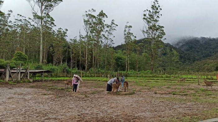 Serunya Wisata Foto dan Memberi Makan Rusa di Ranca Upas, Kesejukan dan Kesegaran Alam b