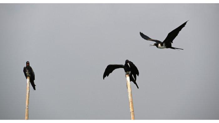 Burung cikalang di Teluk Jakarta