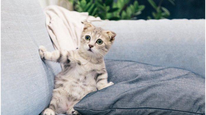 Ilustrasi kucing.
