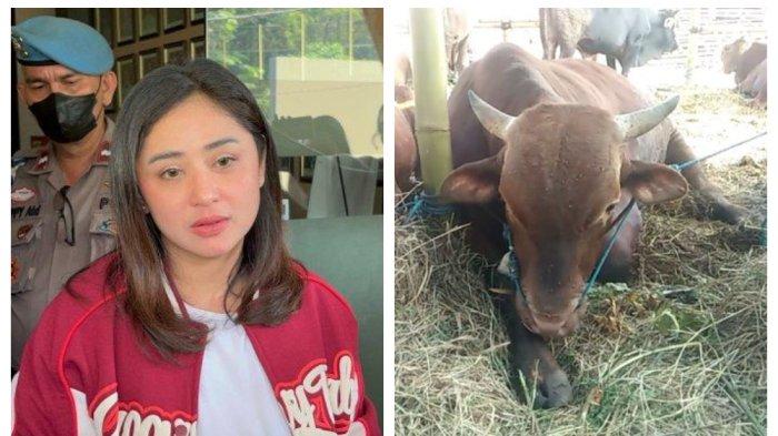 Kolase Foto Dewi Perssik dan ilustrasi sapi kurban.