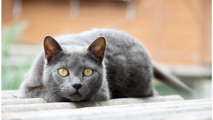 Kucing Chartreux
