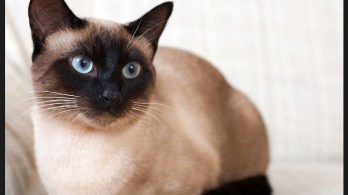 Kucing Siam