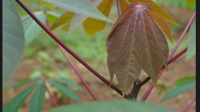 Daun singkong
