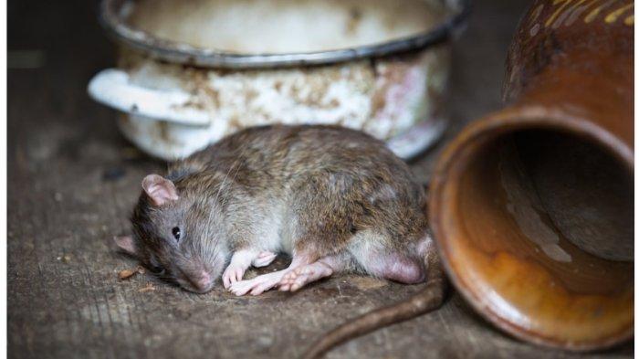 Ilustrasi tikus