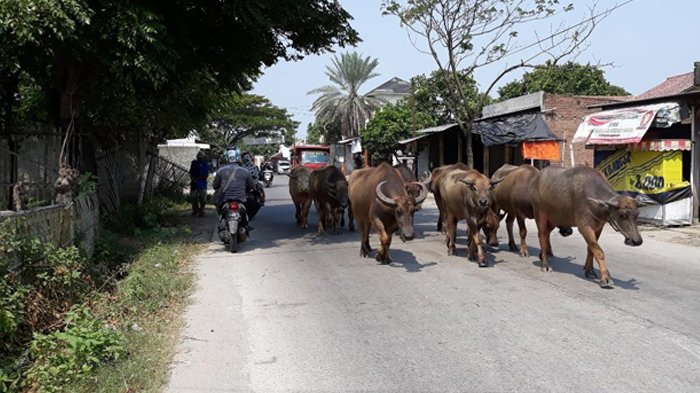 Kawanan Kerbau yang sering melintas di tengah jalan raya di Kecamatan Pakuhaji, Kabupaten Tangerang.