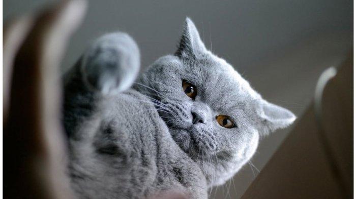 American Shorthair