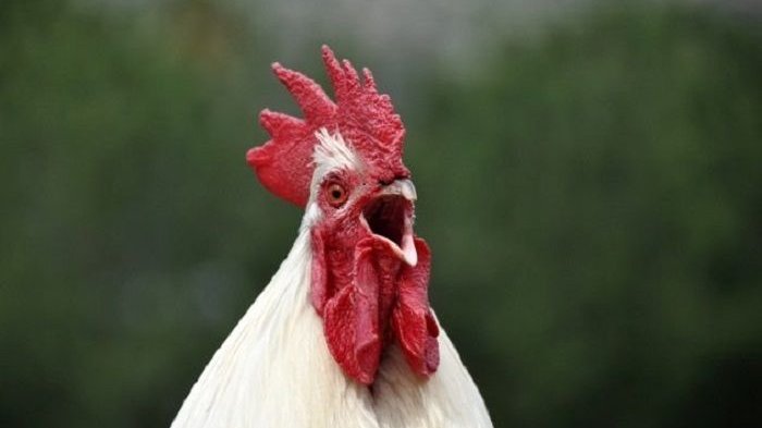 Ilustrasi ayam