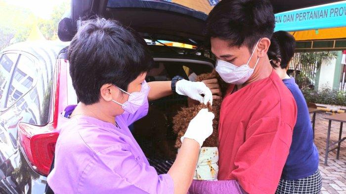 Pihak Suku Dinas Ketahanan Pangan Kelautan dan Pertanian (Sudin KPKP) Jakarta Pusat melaksanakan vaksinasi hewan penular rabies, di kantornya, Jalan Gunung Sahari, Selasa (28/9/2021)