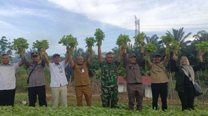 KETAHANAN PANGAN - Program ketahanan pangan milik Kodim 0420 Sarko yang terletak di Desa Simpang Limbur Merangin Kecamatan Pamenang Barat Kabupaten Merangin Jambi.