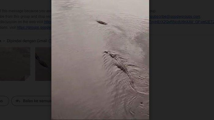 Beredar video amatir, kemunculan dua ekor buaya liar berukuran besar di Sungai Teluk Dawan,Tanjung Jabung Timur (Tanjabtim) Jambi.