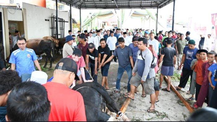 KURBAN - Kapolda Jambi Irjen Pol. Krisno H. Siregar secara simbolis menyerahkan hewan qurban kepada Karo SDM Polda Jambi selaku Ketua Panitia Qurban. Total hewan qurban yang diserahkan berjumlah 15 ekor sapi dan 3 ekor kambing.