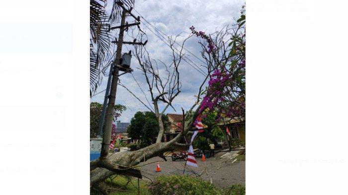 Petugas PLN Jambi memperbaiki jaringan listrik usai tiang listrik roboh karena tertimpa pohon tumbang di depan Perumahan Puri Mayang, Kamis (15/8/2024) sore. Tiang listrik ini menimpa mobil yang parkir di pinggir jalan