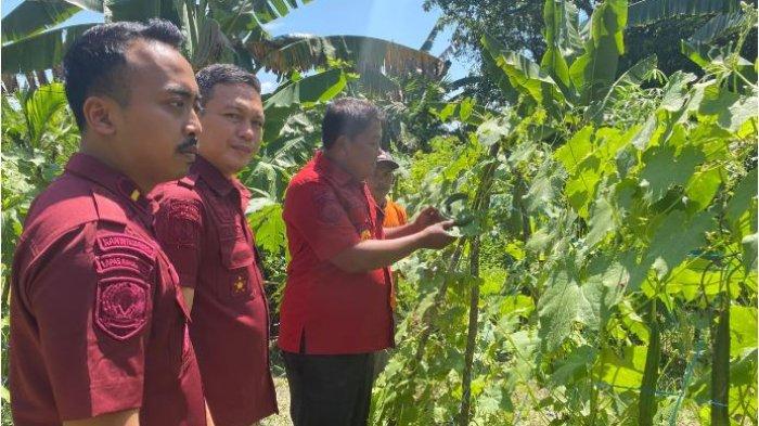 Lapas Kelas IIB Muara Bulian, Batanghari, Jambi mengajarkan warna binaannya cara bertani dengan berbagai jenis tanaman, termasuk kangkung, tanaman hidroponik, cabe, pisang, ketolo, dan kacang panjang.