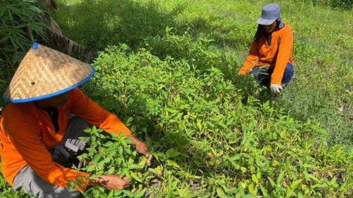 Narapidana Lapas Kelas IIB Muara Bulian, Batanghari, Jambi, diajarkan cara bertani dengan berbagai jenis tanaman, termasuk kangkung, tanaman hidroponik, cabe, pisang, ketolo, dan kacang panjang.