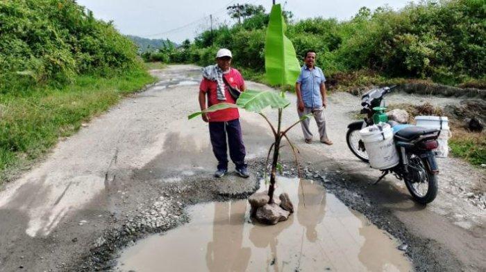 Warga menanam pisang di jalan rusak di jalan Desa Koto Petai, Kecamatan Tanah Cogok, Kerinci, Jambi