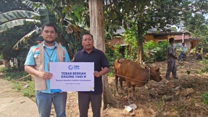 PLN UP3 Jambi dan UP2K Jambi melalui Yayasan Baitul Maal (YBM) menyerahkan 2 ekor sapi di Hari Raya Idul Adha 1445 H/2024 M