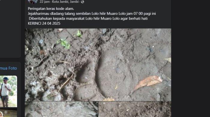 JEJAK KAKI - Unggahan akun Rockmy Sakti memperlihatkan jejak kaki harimau di ladang warga di kawasan Lolo Hilir, Kecamatan Kerman, Kaupaten Kerinci, Jambi.