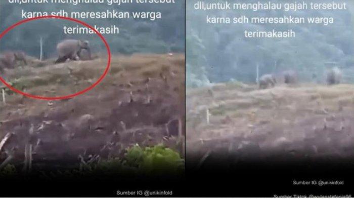 Kawanan gajah melintas di kebun warga di Tanjab Barat, Jambi.