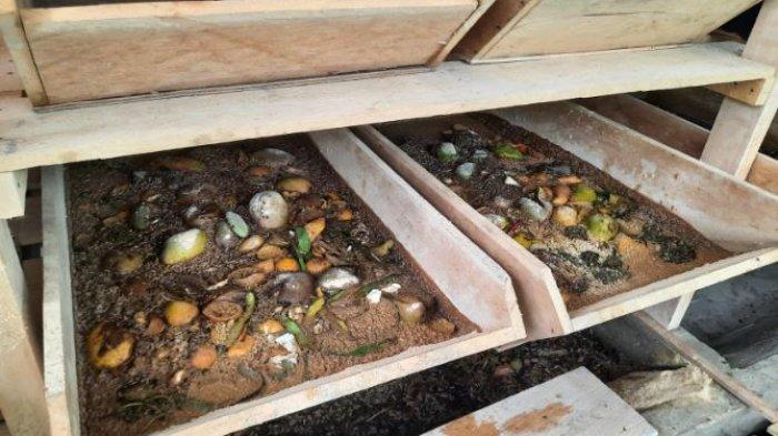 Pertamina Patra Niaga Regional Sumbagsel melalui Aviation Fuel Terminal (AFT) Sultan Thaha melaksanakan Program Apartemen Maggot 21 berupa Budidaya Maggot Black Soldier Fly (BSF) di Kelurahan Bakung Jaya, Kota Jambi.