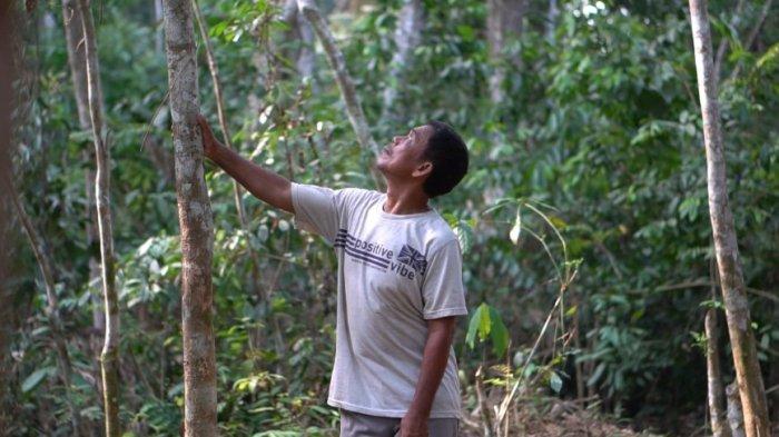 Anak Usaha Grup Astra Agro Lestari Dukung Budidaya Sereh Wangi
