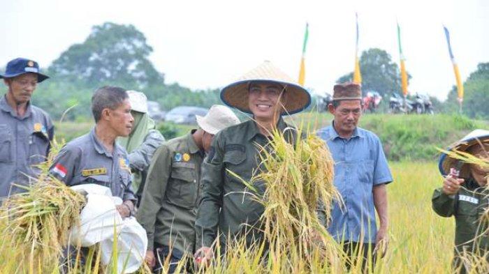Bupati Batanghari Fadhil Arief saat melaksanakan panen raya di Desa Pasar Terusan Kecamatan Muara Bulian.