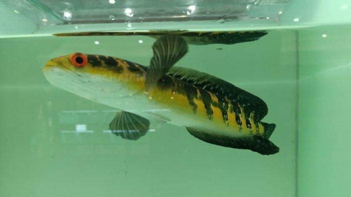 Channa atau ikan gabus hias masih digemari pecinta ikan hias sampai saat ini. Bahkan beberapa jenis harganya bisa tembus puluhan juta.