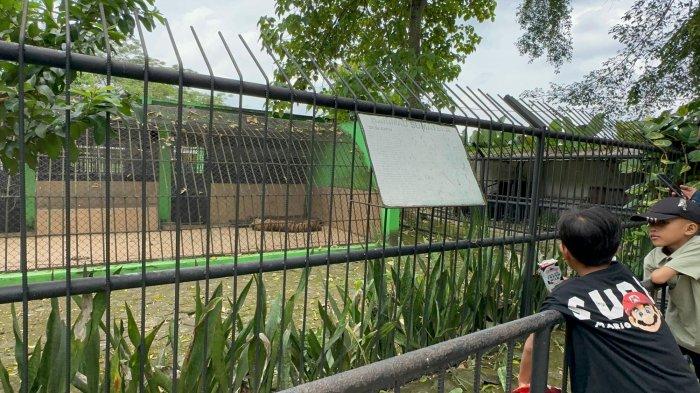 HARIMAU SUMATERA di Taman Rimba Jambi bernama Uni sedang tiduran. Dua anak-anak pengunjung kebun binatang sedang melihat aktivitas satwa tersebut, Maret 2025.