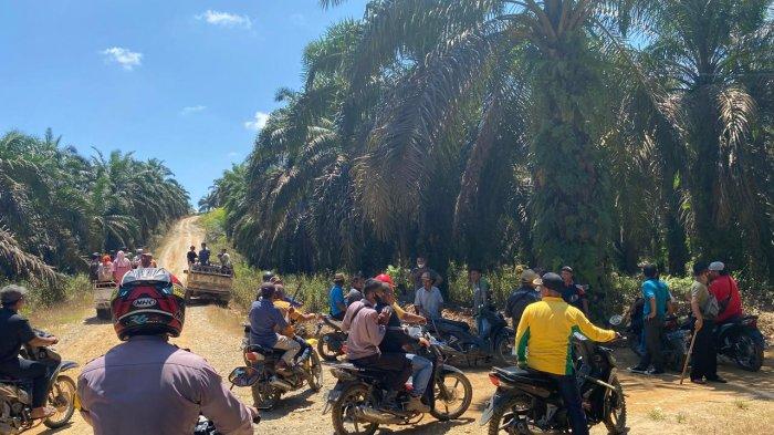 KONFLIK - Warga Suku Anak Dalam (SAD) di Kabupaten Tebo ketahuan mengambil berondolan sawit di areal PT Persada Hidup Kahuripan ( PT PHK ) Makin Group, Desa Betung Bedarah Barat, Kecamatan Tebo Ilir, Kabupaten Tebo.