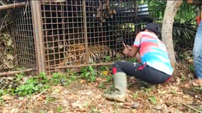 Warga melihat Harimau Sumatera pemangsa ternak di Desa Nalo Gedang, Kecamatan Nalo Tantan, Kabupaten Merangin.
