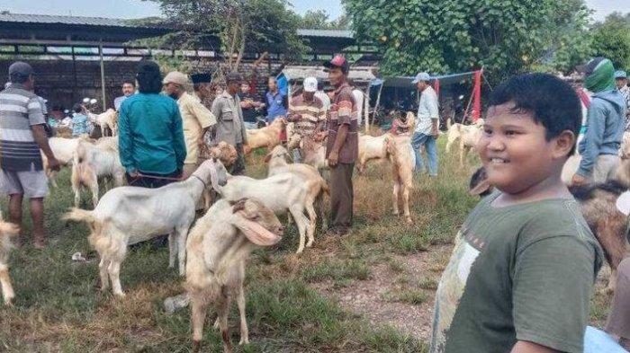 Viral di sosial media sosok Mirza Ukail Arfia yang berhasil kurban kambing pakai uang sendiri.