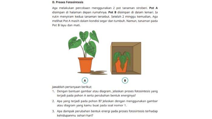 Kunci Jawaban IPAS SD/MI Kelas 4 Kurikulum Merdeka semester 1 tahun 2024, halaman 22 tentang Fotosintesis dalam materi BAB 1 Mengubah Bentuk Energi.