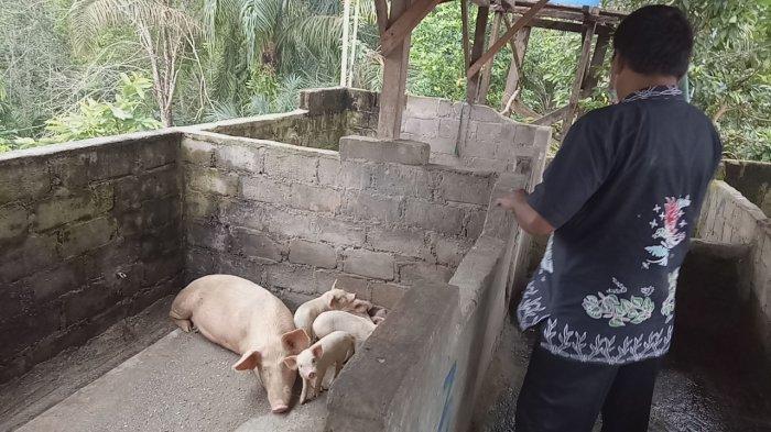 Peternakan babi di Dusun Rantau Ikil, Bungo. Warga resah dengan aktivitas tersebut.