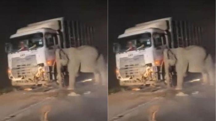 Tangkapan layar dari video induk gajah yang tak mau beranjak dari sisi anaknya yang mati tertabrak truk, Minggu (11/5/2025).