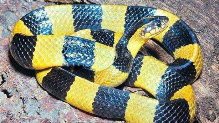 6 Fakta Bocah 8 Tahun Digigit Ular Welang di Tegal, Racun Sampai Syaraf