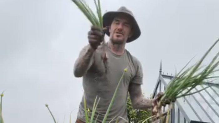 TANGKAPAN layar saat David Beckham sedang memanen bawang merah di kebun miliknya.