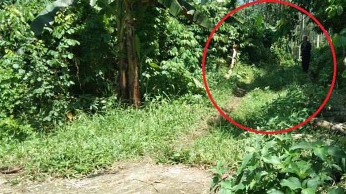 Dugaan lokasi seorang pemudik tersesat hingga ke persawahan di Kranggan, Temanggung, Kamis (4/4/2024).