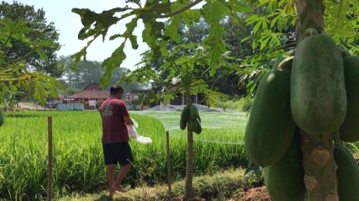 Hijaunya areal pertanian di Desa Wisata Kandri Kecamatan Gunungpati Kota Semarang, Senin (21/8/2023).
